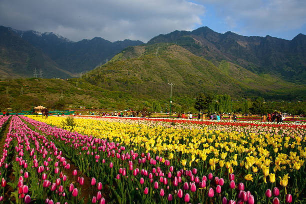 A tulip garden