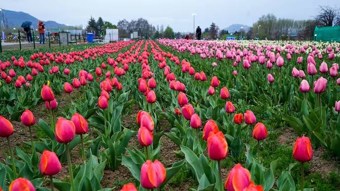 tulip_garden